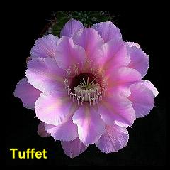 Tuffet.4.1.jpg 